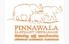 logo-img-11